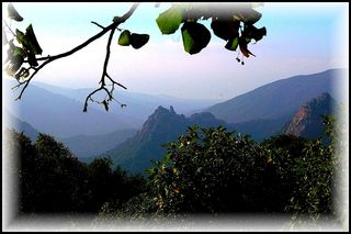 ...et débusque la pensée serrée | dans ses buissons La pensée serrée dans ses buissons