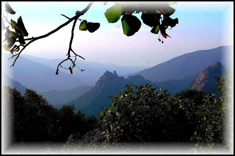 La pensée serrée dans ses buissons