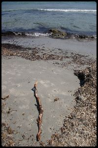 Je cherche mes pas sur la grève Je cherche mes pas sur la grève