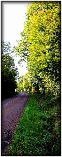 les feuilles ne font que de dérisoires morsures D-risoires morsures