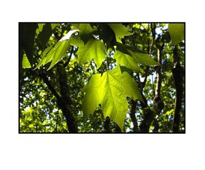 Tu serais un arbre calme | modulant feuille à feuille des syllabes | éparses Feuille à feuille