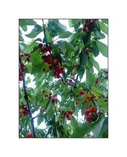 “Cerises interlocutrices” Ariane Dreyfus cerises