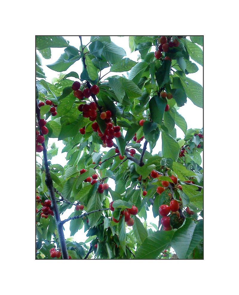 Ariane Dreyfus cerises