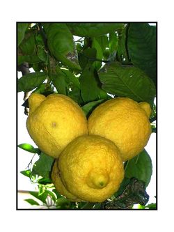 Un événement fait de citron