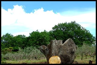 L’art et la dissociation. Jusqu’à la chirurgie. L’art et la dissociation. Jusqu’à la chirurgie.