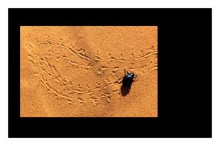 la sensation précieuse d’un tout petit scarabée SCARABE B