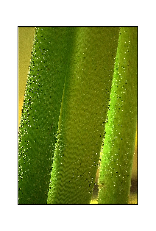 Lignes éphémères.