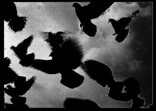 Se dégager du piège ensuite est impossible. Se dégager du piège ensuite est impossible.