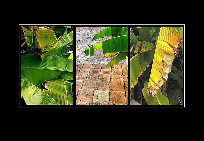 Feuilles bananier dans les nuages