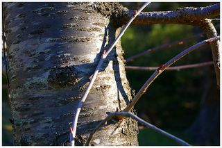 tu dépasses la poussée des germinations La poussée des germinations