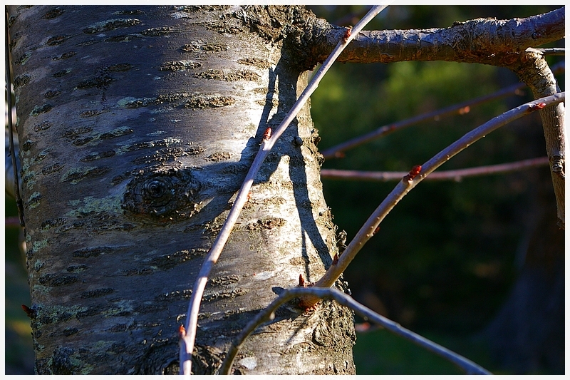 La poussée des germinations