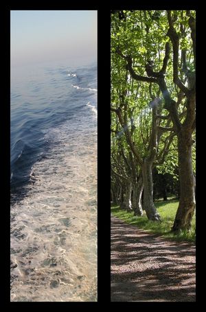 Contre la rangée d'arbres Les vagues remuent tout le temps | COLLAGE Contre la rangée d'arbres Les vagues remuent tout le temps COLLAGE