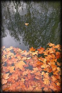 Les feuilles meurent à l’arbre qui leur a donné forme. Les feuilles meurent à l'arbre qui leur a donné forme.