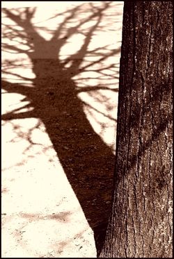 des ombres me disent : C’est l’hiver. Des ombres me disent C’est l’hiver.