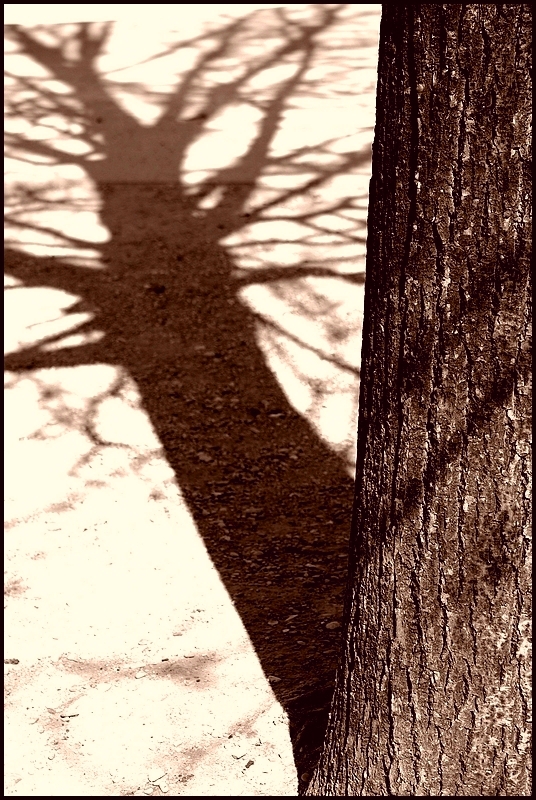 Des ombres me disent   C’est l’hiver.