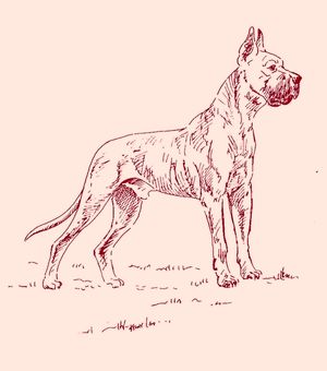 je vis fondre sur moi un gros chien danois Un gros chien danois