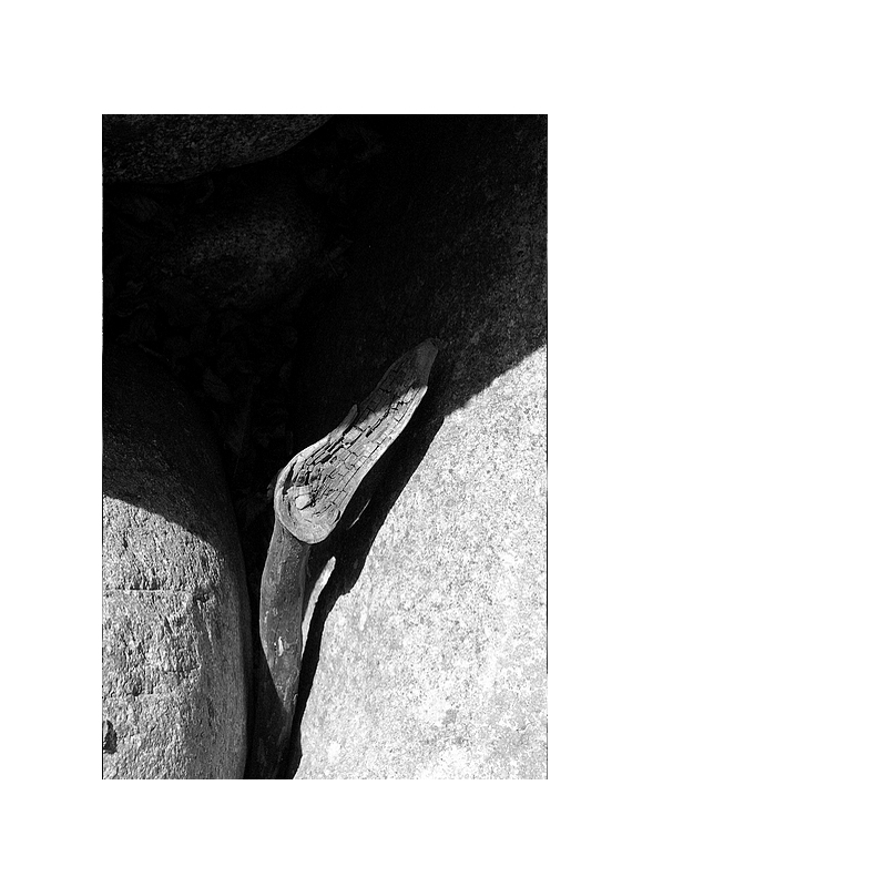 1 ramaglia stecchito