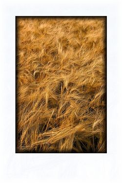 Aucune divinité n’enfoncera ses doigts dans les blés Touchés pourtant, ils bougent de bonne grâce