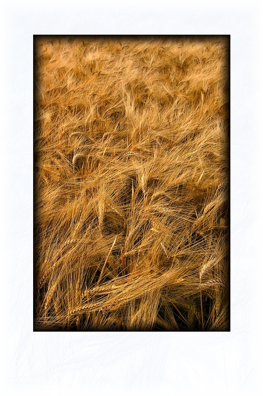 Aucune divinité n’enfoncera ses doigts dans les blés Touchés pourtant, ils bougent de bonne grâce