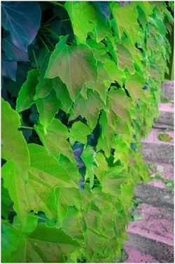 (elle devient le calme des feuilles) Elle devient le calme des feuilles