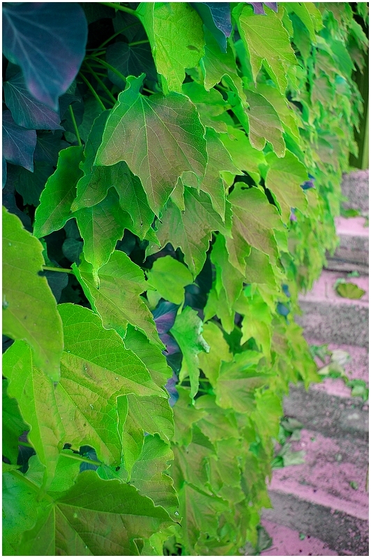 Elle devient le calme des feuilles