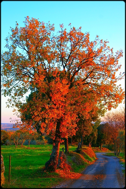 L'ARBRE-  la dévotion fervente de l’artiste…à son art