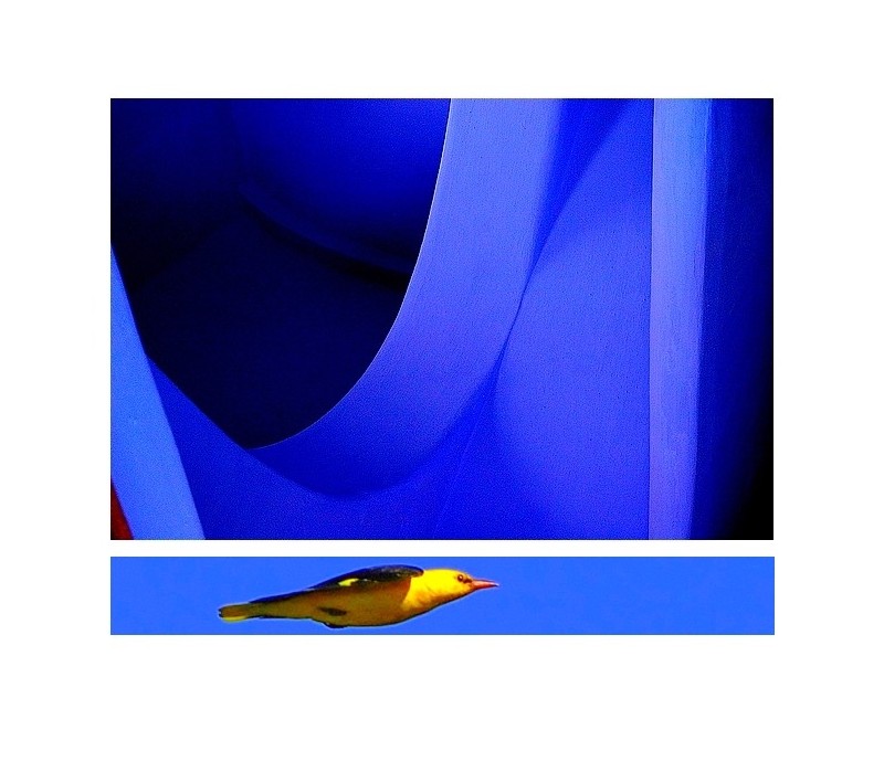 Loriot --- vers les débris du bleu