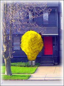 A Forsythia idea | L’idée seule qu’on se fait du jaune fonce avec le soir. Forsythia-idea