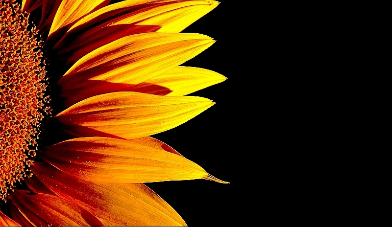 Girasole