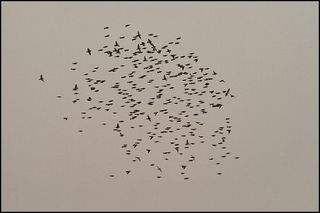 2014 01 31 10h50. Vol d'alouettes calandrelles au sud du Ndiaël. Photo par Frédéric Bacuez