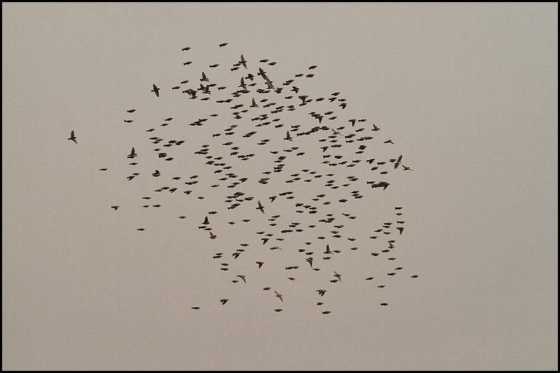 2014 01 31 10h50. Vol d'alouettes calandrelles au sud du Ndiaël. Photo par Frédéric Bacuez