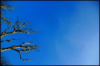 … les arbres ont … le même désir de paradis mortel …