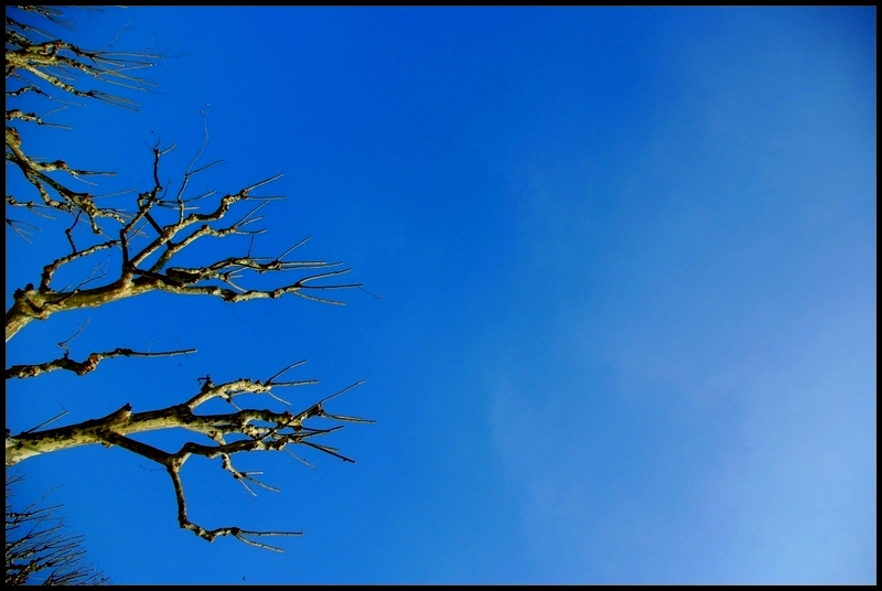 … les arbres ont … le même désir de paradis mortel …