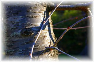 J’espérai le mystère que recèle la brindille Le mystère que recèle la brindille
