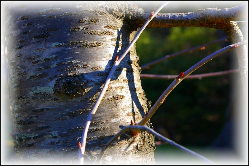 Le mystère que recèle la brindille