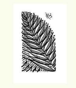 Encre de Chine de Rachid Koraïchi Perroy