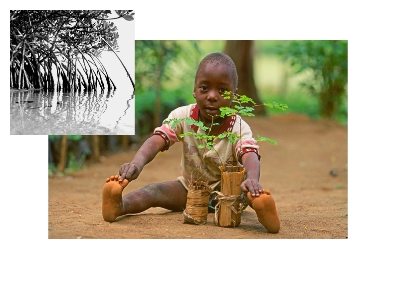 Petit bantou tu sèmeras la mangrove se dénouera