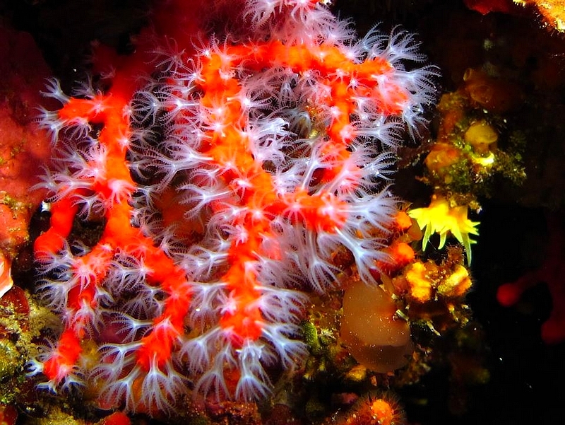 Letincelante dérive du corail (1)