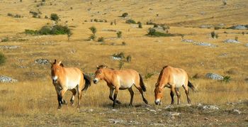 une langueur me pousse | à suivre les pouilleuses crinières | des chevaux | en automne Chevaux de przewalski