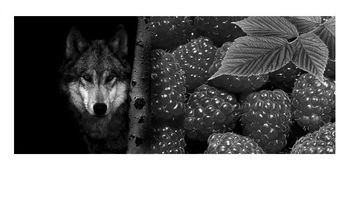 COLLAGE DIPTYQUE -  Loup, y es-tu  -