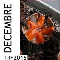 TDF DEC 2015