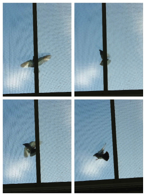 « approcher les oiseaux sans les déranger, les suivre dans leurs moindres déplacements sans qu’ils prennent ombrage de la présence humaine » VOL DE PIGEON A BERLIN