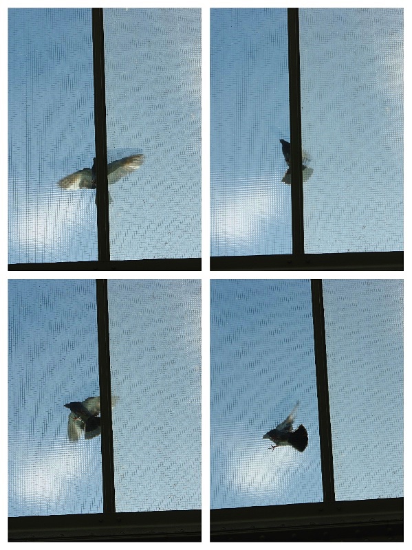 VOL DE PIGEON  A BERLIN 