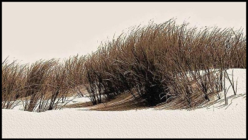 Toujours une dune Toujours une dune