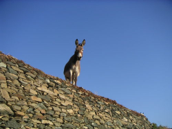 âne corse Ane liban