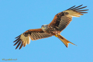 Milann royal Milan-royal