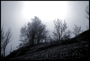 Les arbres penchés dans le brouillard immobile Arbres penches