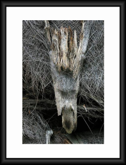 j’exhumerai<br />
les noms des arbres, Archeologue