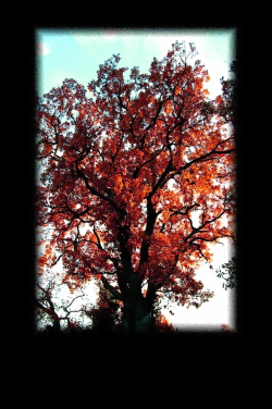 Quel est ce lieu, quel est cet arbre sur la falaise Glissant versets