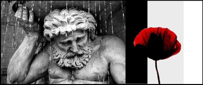 Sui papaveri leggeri e di seta... pioggia. Papaveri